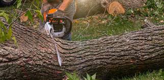 Best Fruit Tree Pruning  in Roosevelt, UT