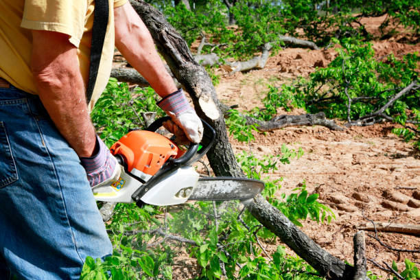 Best Palm Tree Trimming  in Roosevelt, UT